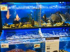 海鱼-盒马鲜生(皇庭广场店)
