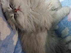 -联合动物医院(光谷诊疗中心)