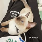 成都猫咖｜撸猫只有一次和无数次