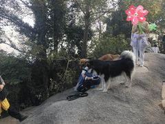 -火炉山森林公园