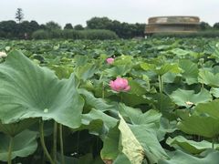 -荷塘月色湿地公园·向阳花洲
