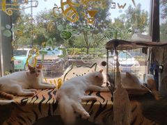 -平行世界·猫咖(首经贸店)