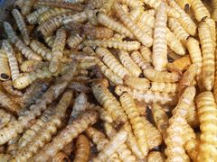 竹虫-昆虫窝子·特色云南菜(拓东路总店)