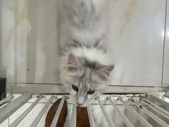 -小猫来了猫舍(福田店)