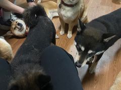 -柴犬高等学院·狗咖·柴犬售卖·宠物训练
