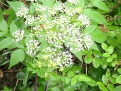 -峡谷浮石林景区