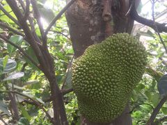 -呀路古热带植物园