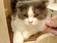 -飞行喵MR PILOT|猫舍·猫咖(静安大融城店)