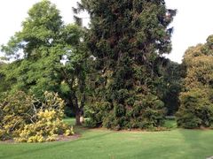 iphone_upload_pic-墨尔本皇家植物园