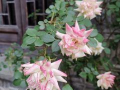 -花·fleur古董西餐厅(西城夜未央店)