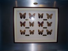 -上海昆虫博物馆