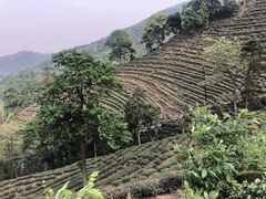 -十八棵（老龙井）御茶园(老龙井店)