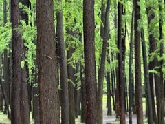 -上海共青森林公园