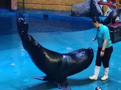 -烟台海昌鲸鲨海洋公园