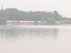 -观桥阁(锦溪店)