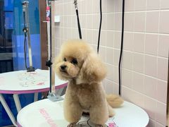 -FAELING PETS美天灵宠物(富力广场店)