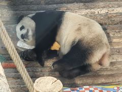 -大连森林动物园