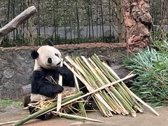 -都江堰中华大熊猫苑
