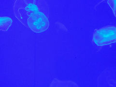 -石家庄极地海洋世界