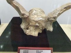 -北京周口店北京人遗址博物馆