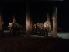-清迈夜间动物园
