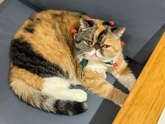 -滚猫咖啡·猫咖·猫友好撸猫(未来城店)