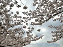-高东镇樱花园