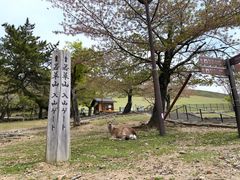 -奈良公园