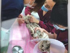 -北京观赏动物医院·24小时大型综合·猫专科·异宠专科
