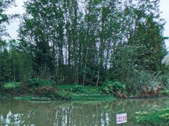 -桤木河湿地公园