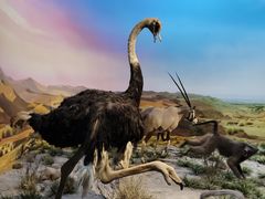 -国家自然博物馆