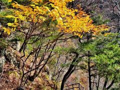 -王顺山国家森林公园
