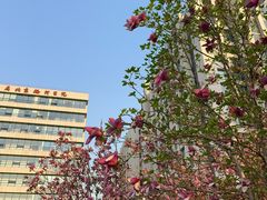 -首都医科大学附属北京潞河医院