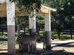 -石家庄市动物园