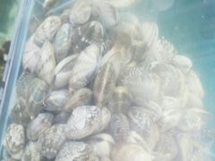 -港畔赶海蒸汽海鲜烧烤自助(仙螺岛店)