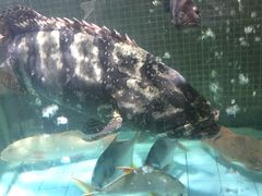-福鼎轩海鲜大酒楼(皇轩酒店)