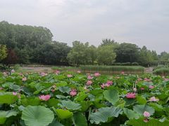 -大望京公园