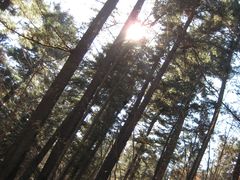 景点-五营红松林海景区