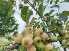 -安德鲁户外烧烤帐篷营地(马泉营店)