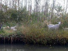 android_upload_pic-溱湖国家湿地公园