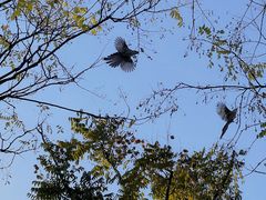 -洋湖国家湿地公园