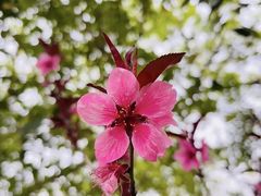 -南汇桃花村