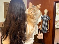 -楼上猫咖(罗湖店)