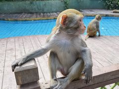 -南湾猴岛+椰田古寨一日游