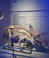 -恐龙探索乐园(磁器口店)