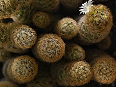 -国家植物园南园