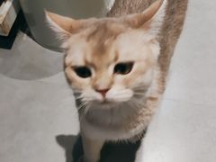 -琪喵猫屋·撸猫猫咖·猫舍