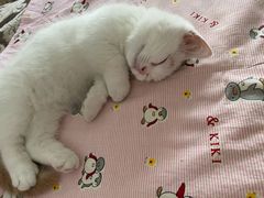 -宠爱国际动物医院·消化内科·心肾内科·ISFM猫友好(望京店)