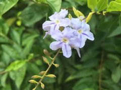 -厝内小眷村(正阳步行街店)