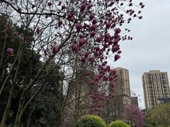 -龙头寺公园